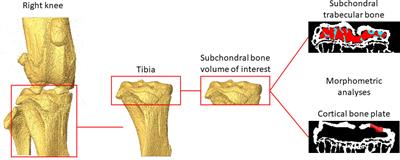 Accuracy of in vivo microCT imaging in assessing the microstructural properties of the mouse tibia subchondral bone